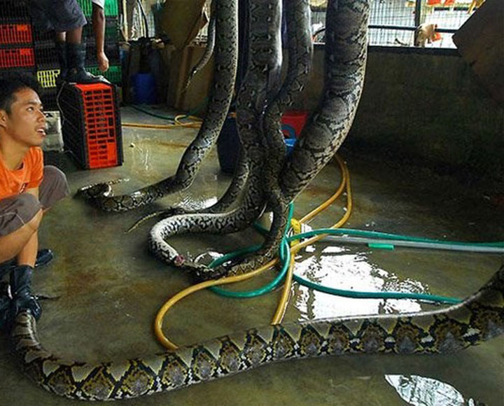 mổ lấy da mổ lấy da